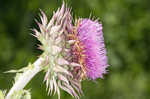 Nodding plumeless thistle